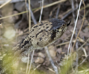 Black tailed Rattlesnake 4357